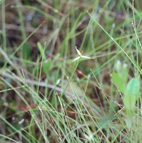 few-flowered sedge