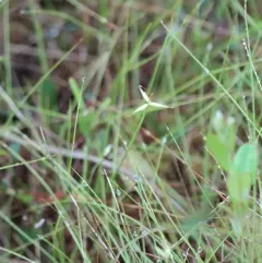 few-flowered sedge thumbnail 1