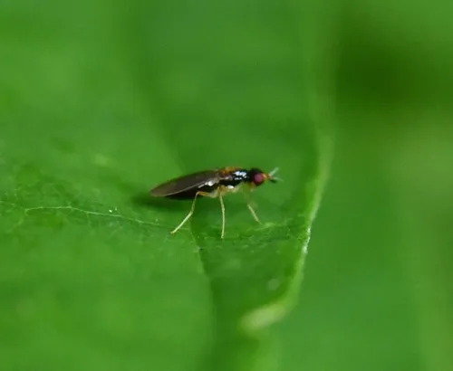 Psila collaris