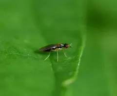 Psila collaris thumbnail 1