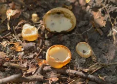Tarzetta catinus thumbnail 2
