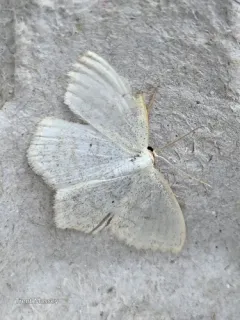 Scopula quinquelinearia thumbnail 4