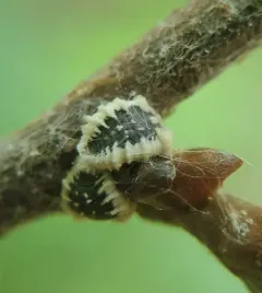 European Elm Scale thumbnail 3