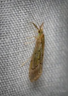 Oecetis avara thumbnail 2