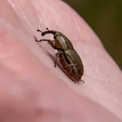 Clay-colored Billbug thumbnail 2