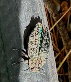 Chrysobothris verdigripennis thumbnail 4