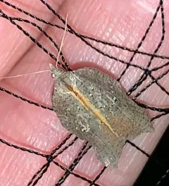 Hook-winged Tortrix Moth thumbnail 4