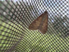 Orange-toned Mecyna Moth thumbnail 3