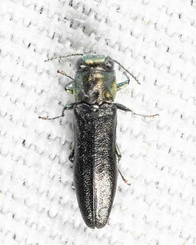 Agrilus geminatus