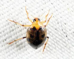 Peltodytes shermani thumbnail 2
