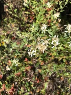 Oregon whitetop aster thumbnail 3