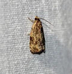 Woolly-backed Moth thumbnail 2