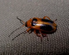 Sacodes pulchella thumbnail 4