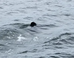 Basking Shark thumbnail 4