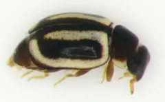 Hyperaspidius vittigerus thumbnail 2