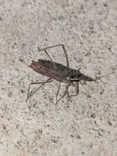 Pygolampis pectoralis thumbnail 2