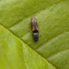 Idolus bigeminatus thumbnail 3