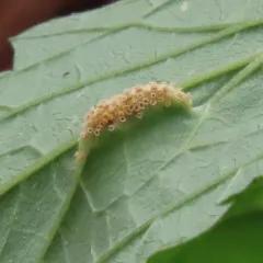 Nettle Clustercup Rust fungus thumbnail 4