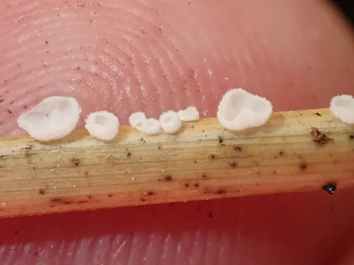 Cellypha goldbachii