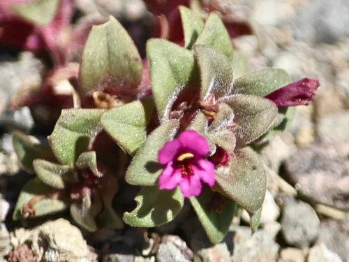 Cascade Monkeyflower