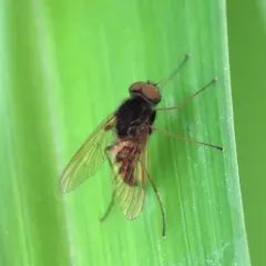 Chrysopilus proximus thumbnail 3