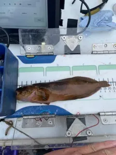 Slipskin Snailfish thumbnail 3