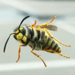 Eastern Yellowjacket thumbnail 4