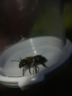 Mountain Mason Bee thumbnail 3