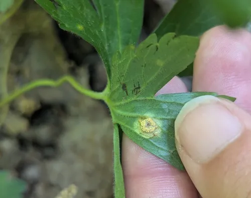 Puccinia polygoni-amphibii