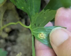 Puccinia polygoni-amphibii thumbnail 1