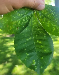 Pseudomicrostroma juglandis thumbnail 4