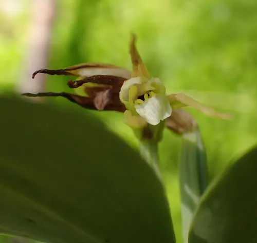 Small Whorled Pogonia