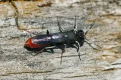 Orussus occidentalis thumbnail 2