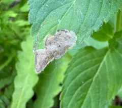 Calycomyza menthae thumbnail 4