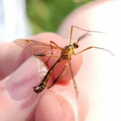 Ctenophora nubecula thumbnail 2