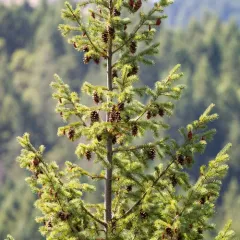 Douglas-fir thumbnail 3