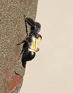 Caliscelis bonellii thumbnail 4