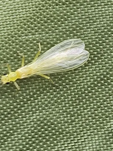 Least Sallfly