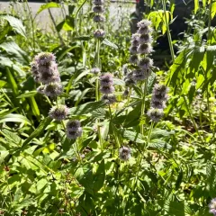 downy pagoda plant thumbnail 4