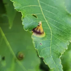 Phylloxera caryaefoliae thumbnail 3