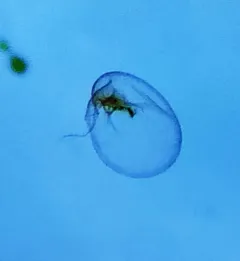 sea sparkle thumbnail 3