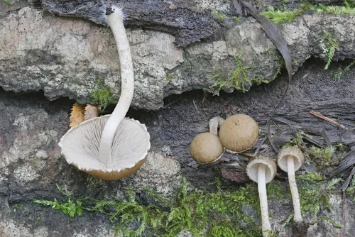 Cystoagaricus hirtosquamulosus