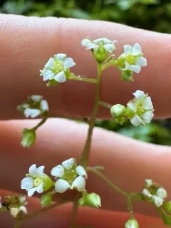 Oregon Sullivantia thumbnail 3