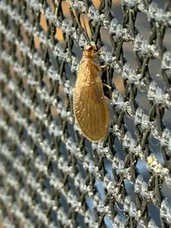 Sisyra vicaria thumbnail 3