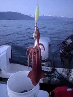 Schoolmaster Armhook Squid thumbnail 4