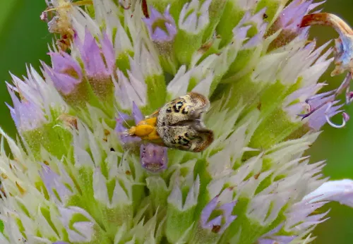 Tebenna gemmalis