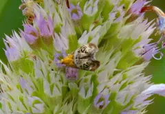 Tebenna gemmalis thumbnail 1