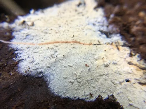 Protomerulius minor