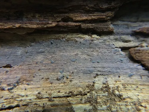 Xenasma praeteritum