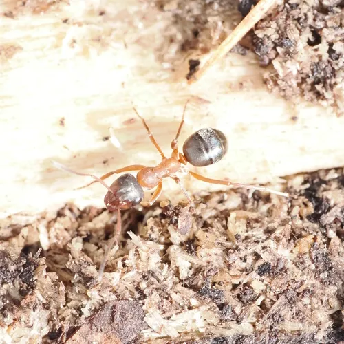 New World Red Bearded Ant